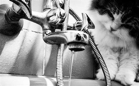 オフィス ウォーターサーバー: なぜ猫は水を飲むのが好きではないのか？